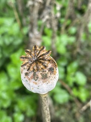 Papaver somniferum