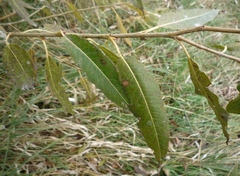 Salix euxina
