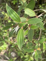 Melastomeae