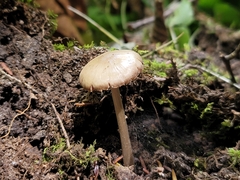 Bolbitius aleuriatus