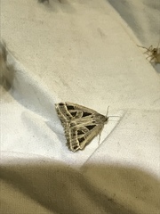 Callistege diagonalis