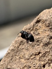 Cephalotes jamaicensis