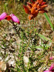 Erica ciliaris