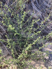 Salsola kali