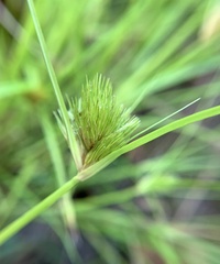 Carex bohemica