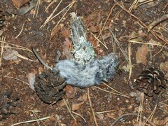 Clethrionomys glareolus