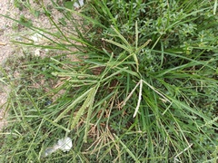 Eleusine indica