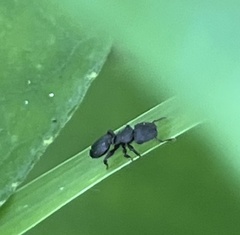 Cephalotes jamaicensis