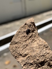 Cephalotes jamaicensis