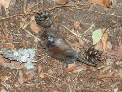 Clethrionomys glareolus