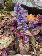 Ajuga reptans