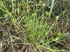 Carex bohemica