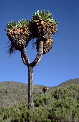Dendrosenecio