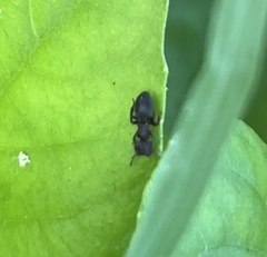 Cephalotes jamaicensis