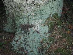 Lecanoromycetes