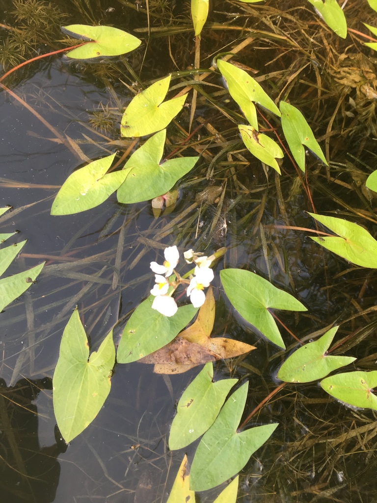 Arumleaf arrowhead (Sagittaria cuneata)
