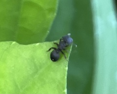 Cephalotes jamaicensis