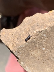 Cephalotes jamaicensis