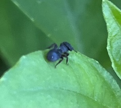 Cephalotes jamaicensis