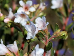 Lobostemon fruticosus