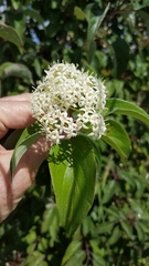 Cornus drummondii