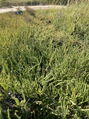 Salicornia perennis