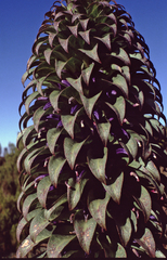 Lobelia deckenii deckenii