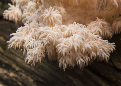 Hericium coralloides
