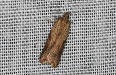 Constrictana constrictana