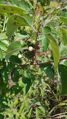 Cornus drummondii