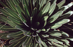 Lobelia deckenii deckenii