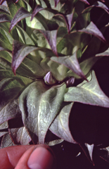 Lobelia deckenii deckenii