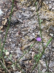 Stephanomeria virgata