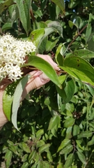 Cornus drummondii