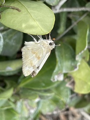 Heliopetes ericetorum