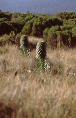 Lobelia deckenii deckenii