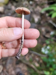 Bolbitius aleuriatus