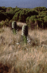 Lobelia deckenii deckenii