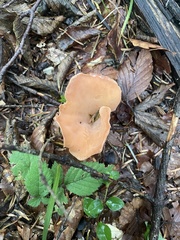 Guepinia helvelloides