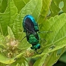 Chrysidinae