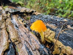 Pluteus aurantiorugosus