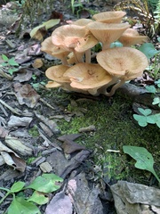 Desarmillaria