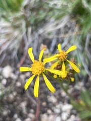 Senecioninae