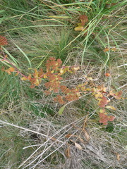 Hylotelephium maximum maximum