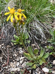 Senecioninae