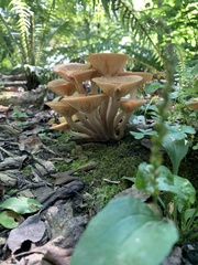 Desarmillaria