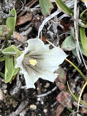 Gentiana newberryi