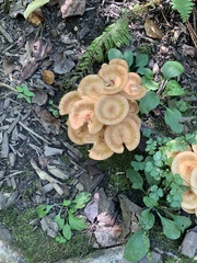 Desarmillaria