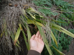 Iris × hybrida