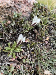 Gentiana newberryi